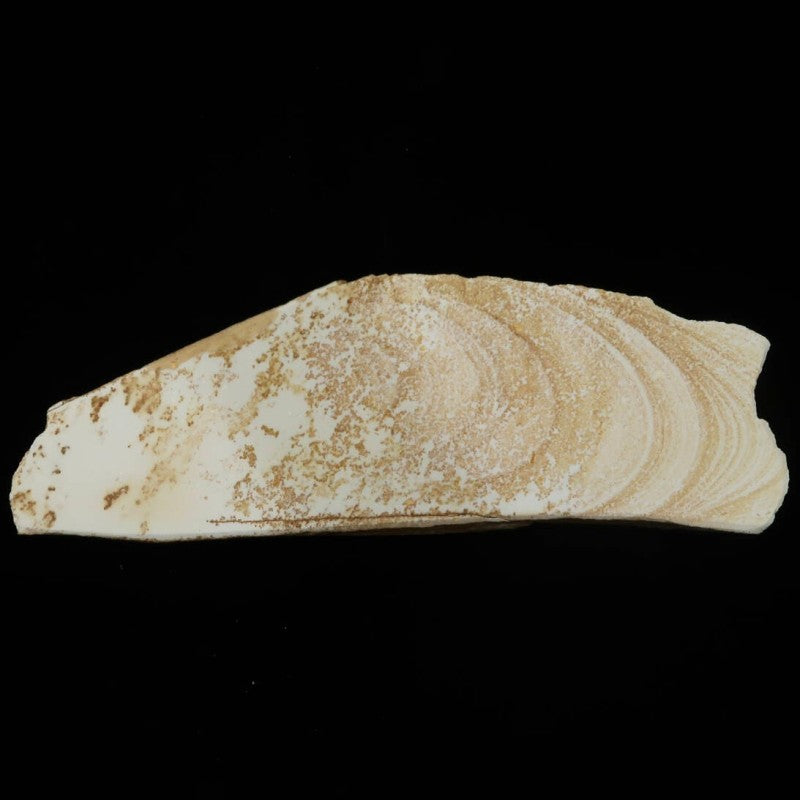 Mio Tsukushi Hime Piedra de afilar natural Iyo Meito Momiji 79×228×27mm