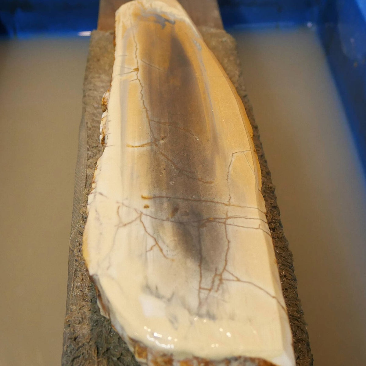 Miotsukushihime piedra de afilar natural Iyo Meito NM11 “Shayō” 70×250×30 mm